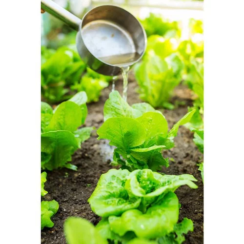 Extérieur pratique：Laitue Batavia Verte Olana Bio. La barquette de 12 plants