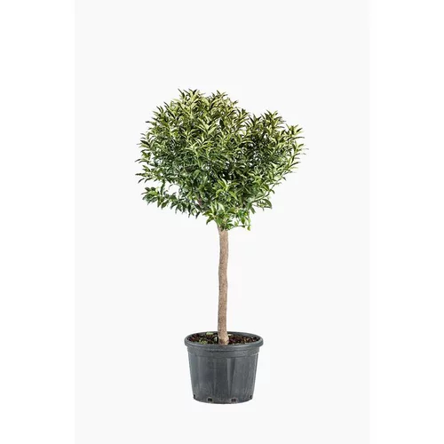Pour votre espace extérieur：Kumquat. Le pot de 30 litres