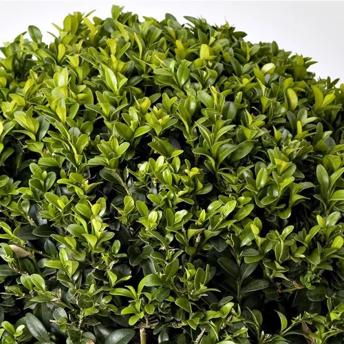 Pour un jardin bien équipé:Buxus Semper Bord 20/25 cm