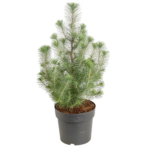 Esprit jardin：Pinus Pinea Sylver Crest - Le pot de 2.5 litres