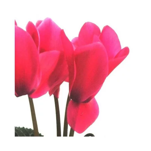 Facile jardin：Cyclamen à grandes fleurs - Le bac carré de 25 cm