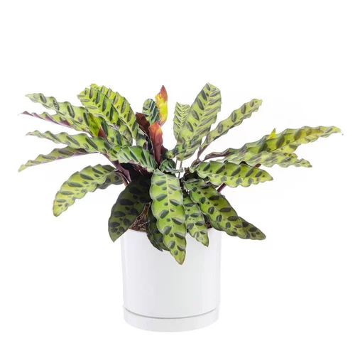 Jardin confort plus:Calathea Lancifolia vert en pot blanc émaillé botanic®. Le pot Ø 18 cm