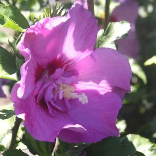 Style extérieur:Althéa Lavender Chiffon (Hibiscus Syriacus) rose. Le pot de 4 litres