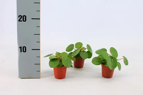 Parfait pour le jardin：Pilea Peperomioides. Le pot de Ø 6 cm