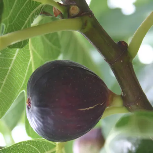 Pour enrichir votre univers jardin:Figuier Fiorone Nero coloris violet - 35 L