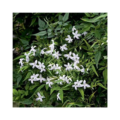 Le pratique pour l’extérieur:JASMIN OFFICINALE. Le pot de 6 litres