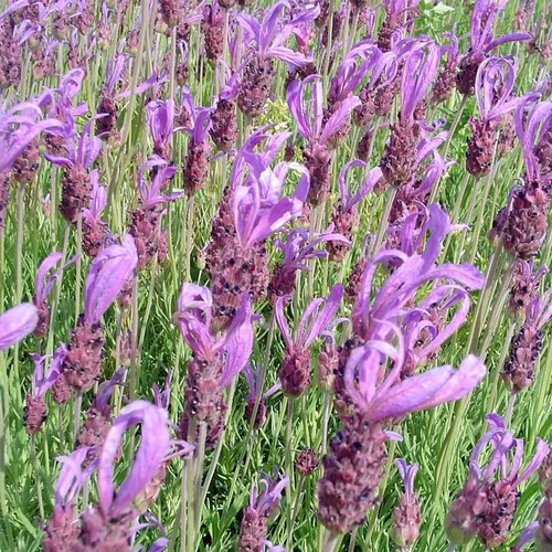 Confort pour le jardin：Lavande Stoechas - Le pot de 3 litres
