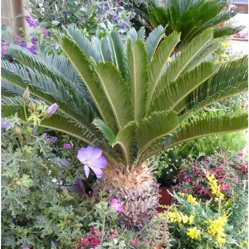 Équipement jardin：Cycas Revoluta ou faux palmier vert en pot de 30 L