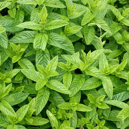 Plaisir dehors：Menthe Marocaine Bio. Le pot de 10,5 cm