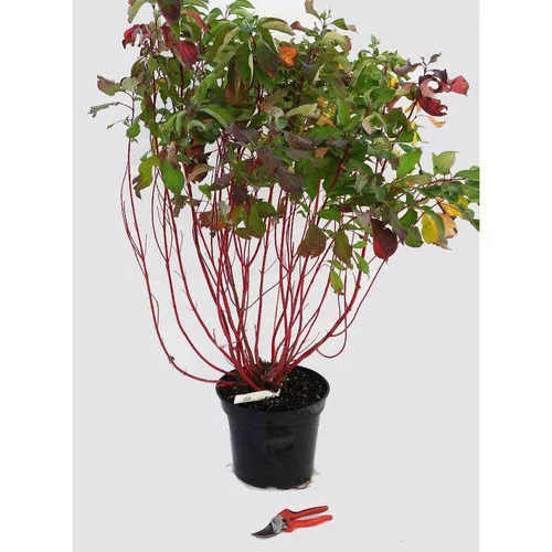Jardin qualité：Cornouiller blanc Baton rouge (Cornus Alba) 80/100. Le pot 12 litres