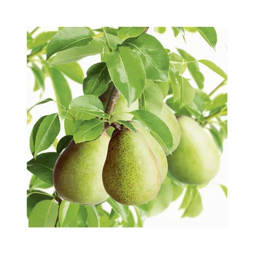 Parfait pour le jardin：Pecher Redwing. Le pot de 15 litres, forme 1/2 tige