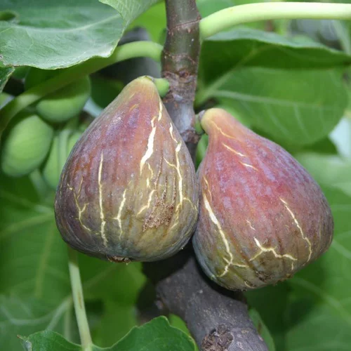 Jardin fonctionnel:Figuier. Le pot de 9 litres en forme 1/2 tige