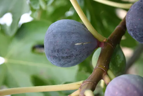 Une solution pratique pour le jardin:Figuier Parisienne coloris violet - 35 L