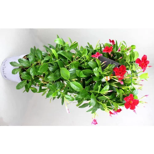 Une touche jardin：Dipladénia Fushion California double Arceau - Le pot de 3 litres