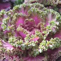 Qualité jardin：Chou décoratif avec cache pot en zinc. Le pot de 13/15 cm