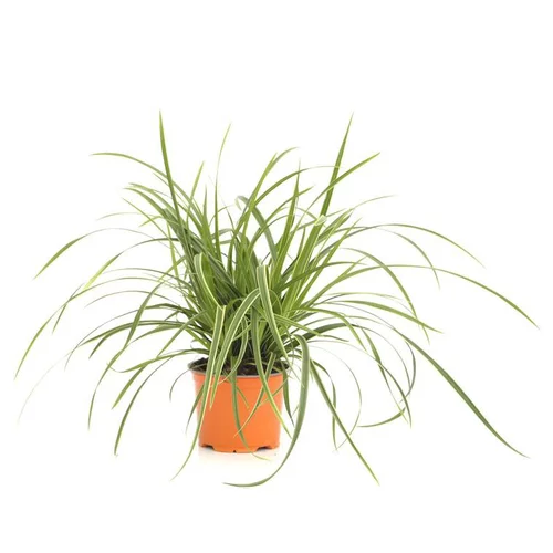 Pratique pour le jardin：Carex Morrowii Ice Dance - Le pot de 12 cm