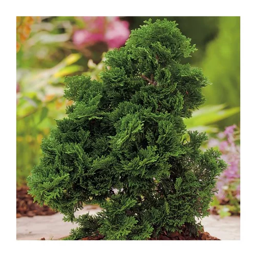 À avoir au jardin：Cyprès du Japon - pot de 2,5 L