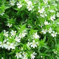 Univers végétal：Cuphea Hyssopifolia - Le pot de 2 litres