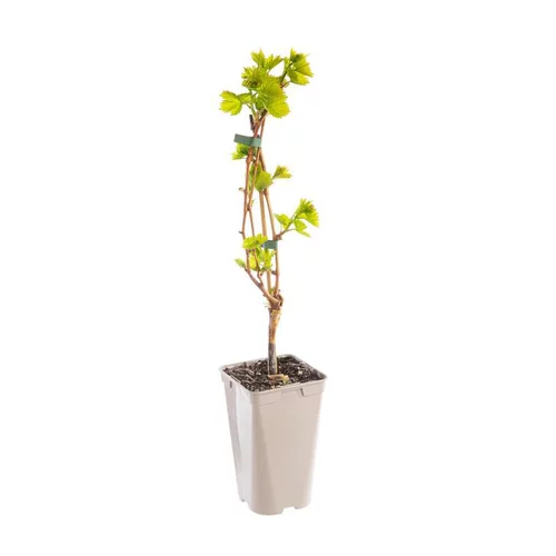 Espace vert pratique：Vigne Exalta. Le pot de 2 litres
