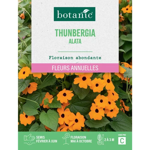 Une solution pratique pour le jardin：Graines de fleurs de Suzanneauxyeuxnoirs ou Thunbergia alata botanic®