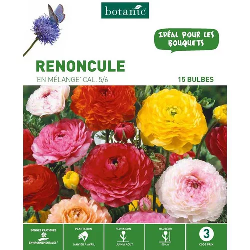 Jardin & extérieur：Renoncule Mélange botanic® - 15 bulbes