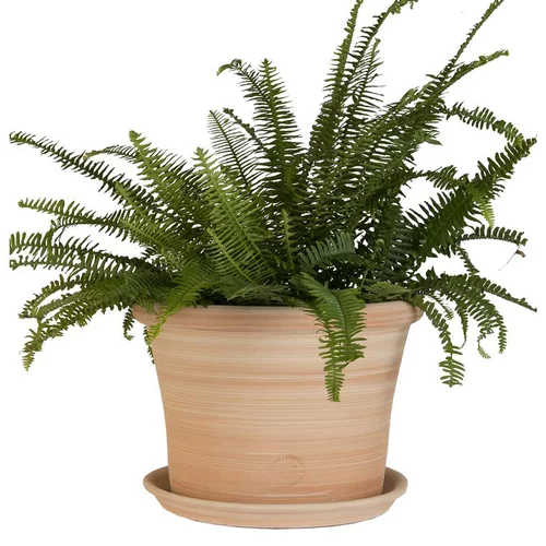 Pour votre espace:Pot rond Cocio Lisio en terre cuite claire – D30x H22