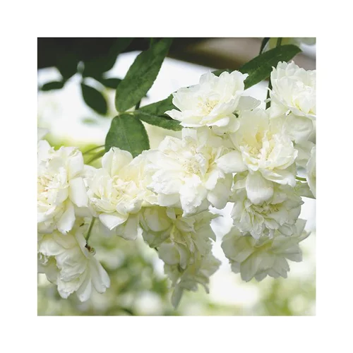 Jardin et idées:Rosier Banksiae Alba Plena – Pot de 6L