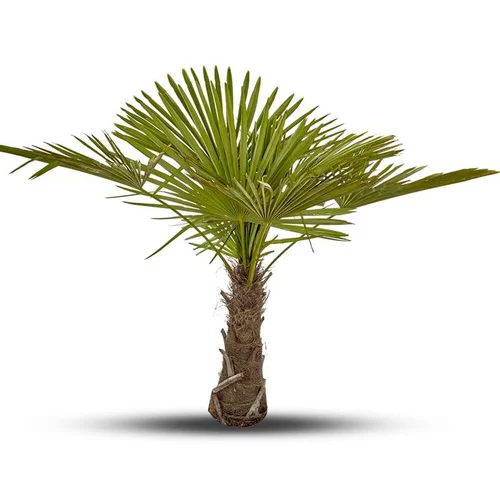 Confort pour le jardin：Palmier Trachycarpus Excelsa 150/200 cm Tronc 70/80 en pot de 70 L