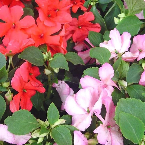 Tendance au jardin：Impatiens ou Impatience à fleurs multicolores - Le pot de 0,5 litre