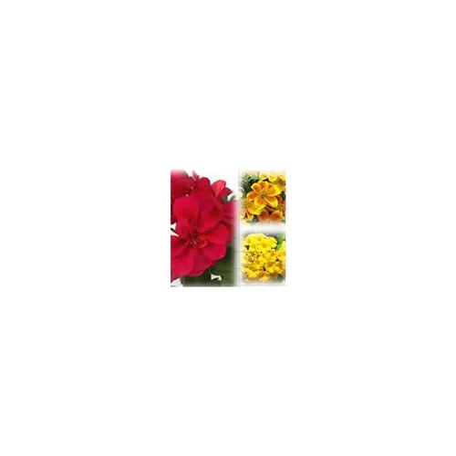 Pour tous vos projets jardin:Mélange estival rouge et or - Le pack de 6 plants