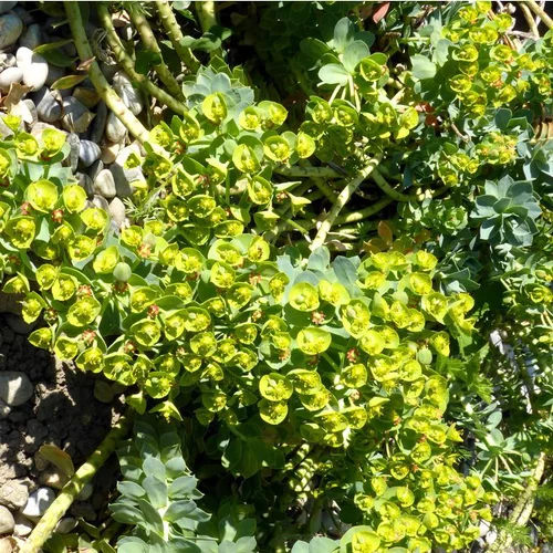 Jardin et solutions：Euphorbe Myrsinites - Le pot de 10,5 cm