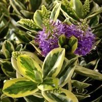 Extérieur tendance：Véronique panachée ou Hebe speciosa Variegata. Le pot de 2,5 litres