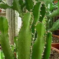 Bien pensé extérieur：Euphorbia Erythrea. Le pot de Ø 24 cm