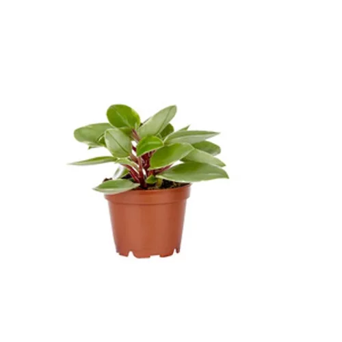 Équipement extérieur：Peperomia Pixie plante baby en pot Ø 6 cm