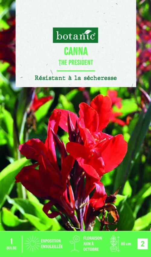 Solution extérieur：Bulbe de fleurs Canna Indica The President botanic® - 1 bulbe