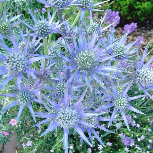 Confort jardin：Eryngium - Le pot de 3 litres