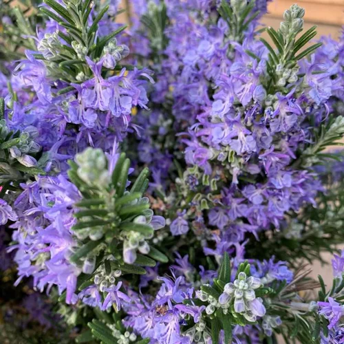 Un plus pour vos extérieurs:Romarin (Rosmarinus Officinalis) Repens touffe. Le pot de 3 litres