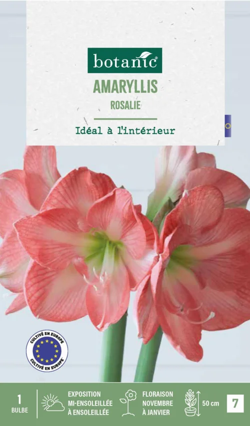 Jardin et idées：Amaryllis intérieur Rosalie botanic® - 1 bulbe