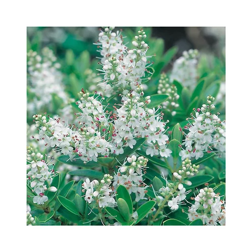Jardin tendance：Hebe rakaiensis en pot de 3 litres
