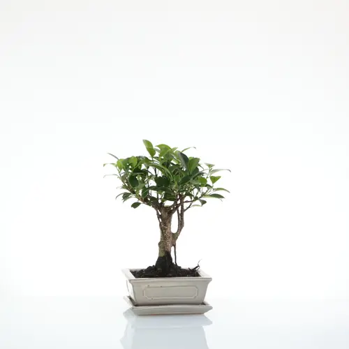 Pour profiter pleinement du jardin：Bonsaï Ficus Retusa botanic® taille 1,5. Le pot