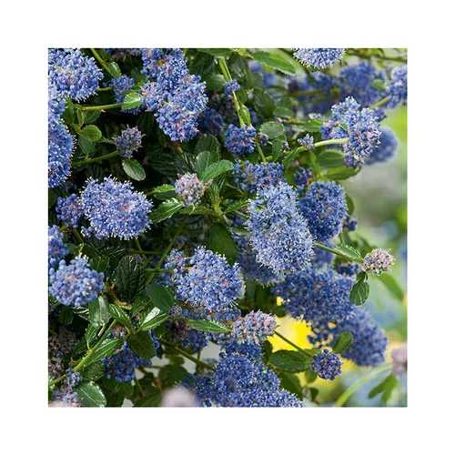 Simple pour le jardin：Ceanothe Thyrsiflorus Repens. Le pot de 5 litres