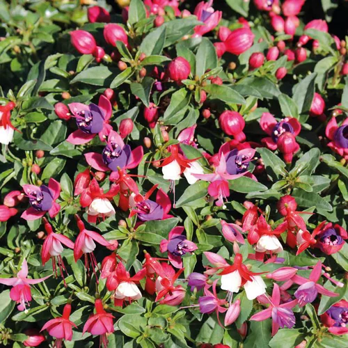 Adapté à l’extérieur：Fuchsia buissonnant - La barquette de 4 plants