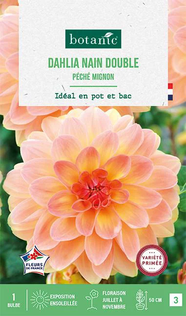 Choix nature：Bulbe de fleurs Dalhia nain double Péché mignon botanic® - 1 bulbe