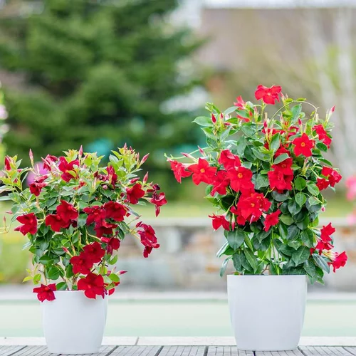 Conçu pour vos extérieurs：Dipladénia Sundaville Grand Espalier - Le pot de 3 litres