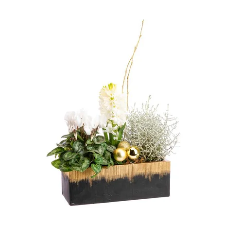 Une touche jardin：Composition de cyclamen et jacinthe en jardinette noir et or