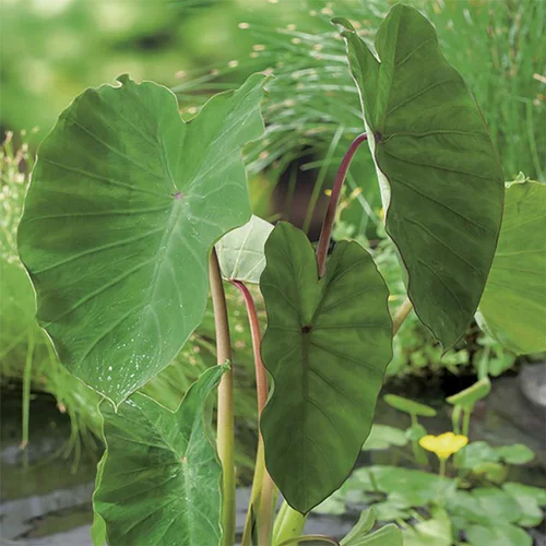 Sélection malin：Colocasia pot de 3 litres