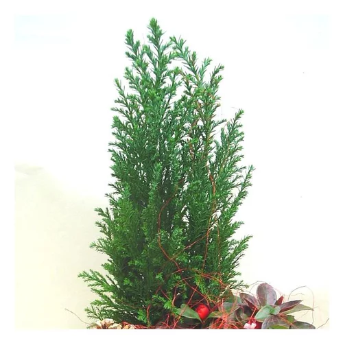 Le jardin au quotidien：Chamaecyparis Law.Elwoodii - Le pot de 10.5 cm