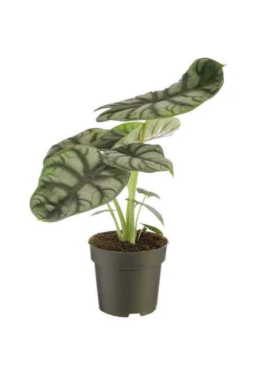 Jardin simple：Alocasia Silver Dragon vert. Le pot Ø 17 cm