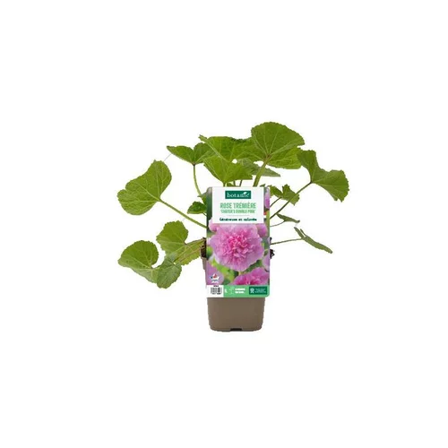 Déco extérieur：Rose trémière ‘Chater’s double Pink’ - Le pot de 1 litre