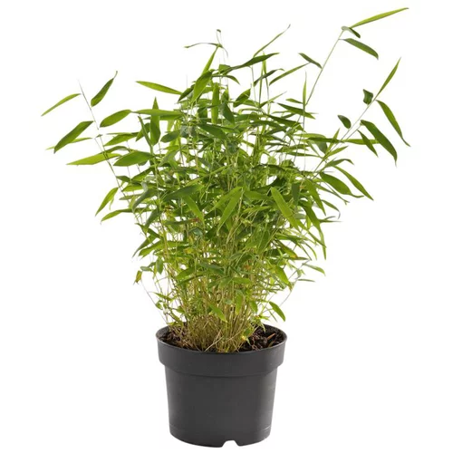 Le petit plus du jardin:Bambou Fargesia Bamboo. Le pot de 2 litres